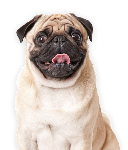 Atención veterinaria online