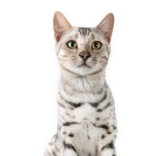 Atención veterinaria online