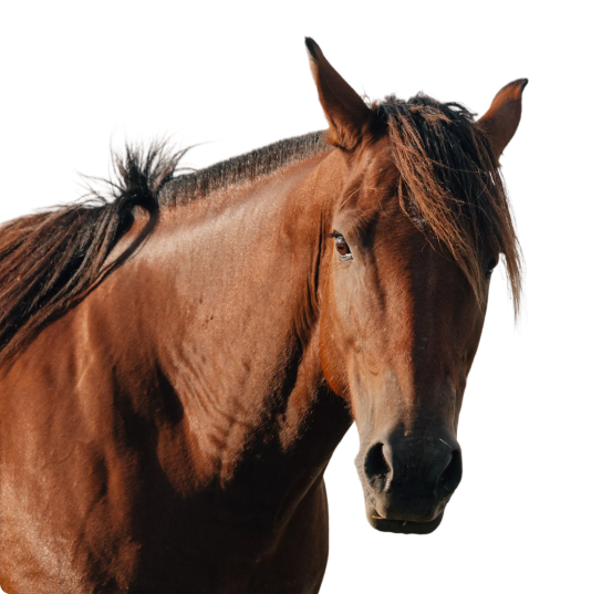 Atención veterinaria online